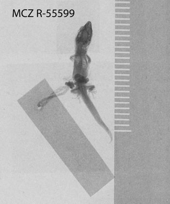 Media type: image;   Herpetology R-55599